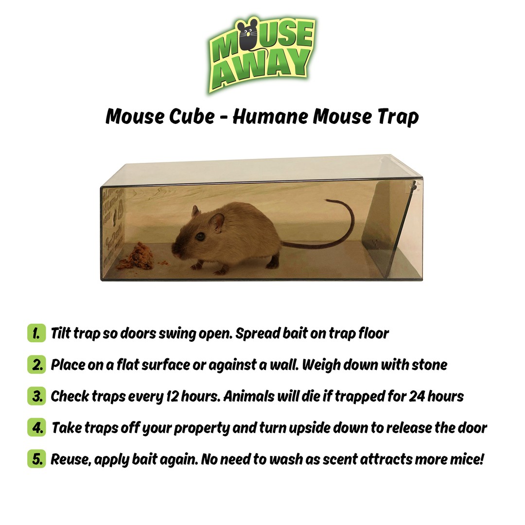 The Best No Kill Compassionate Mouse Trap!!! 
