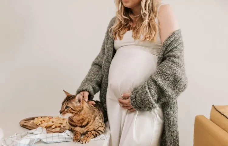 what makes cats a risk during pregnancy