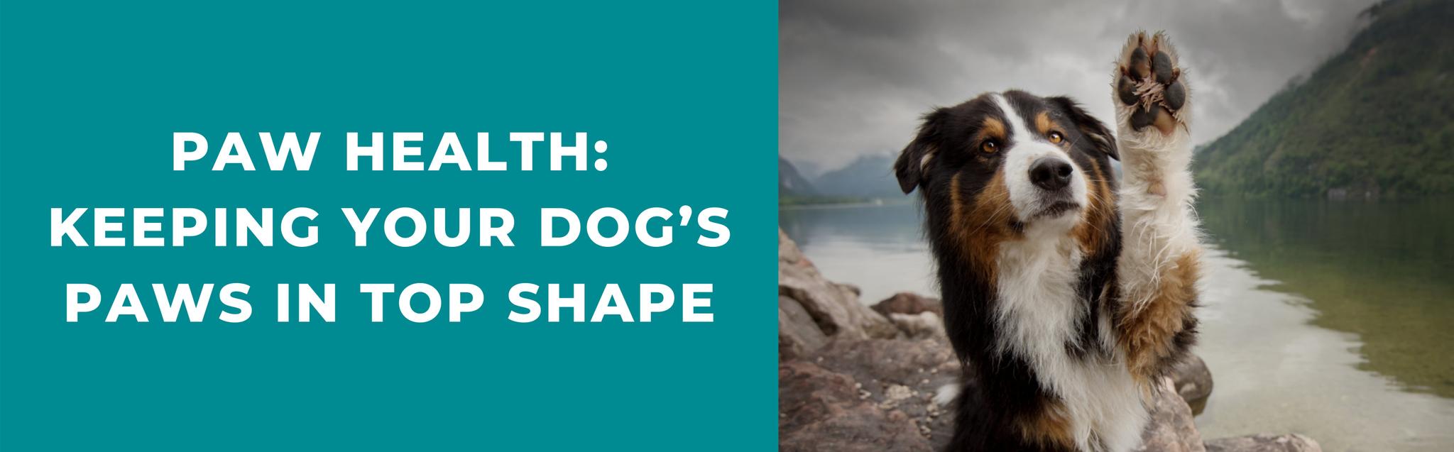 Paw health how to keep your pup's paws in top shape Potty Buddy™