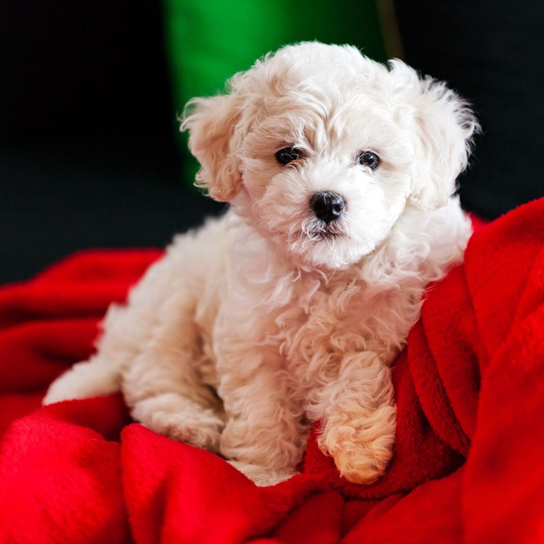 Cute little bichon frise puppy