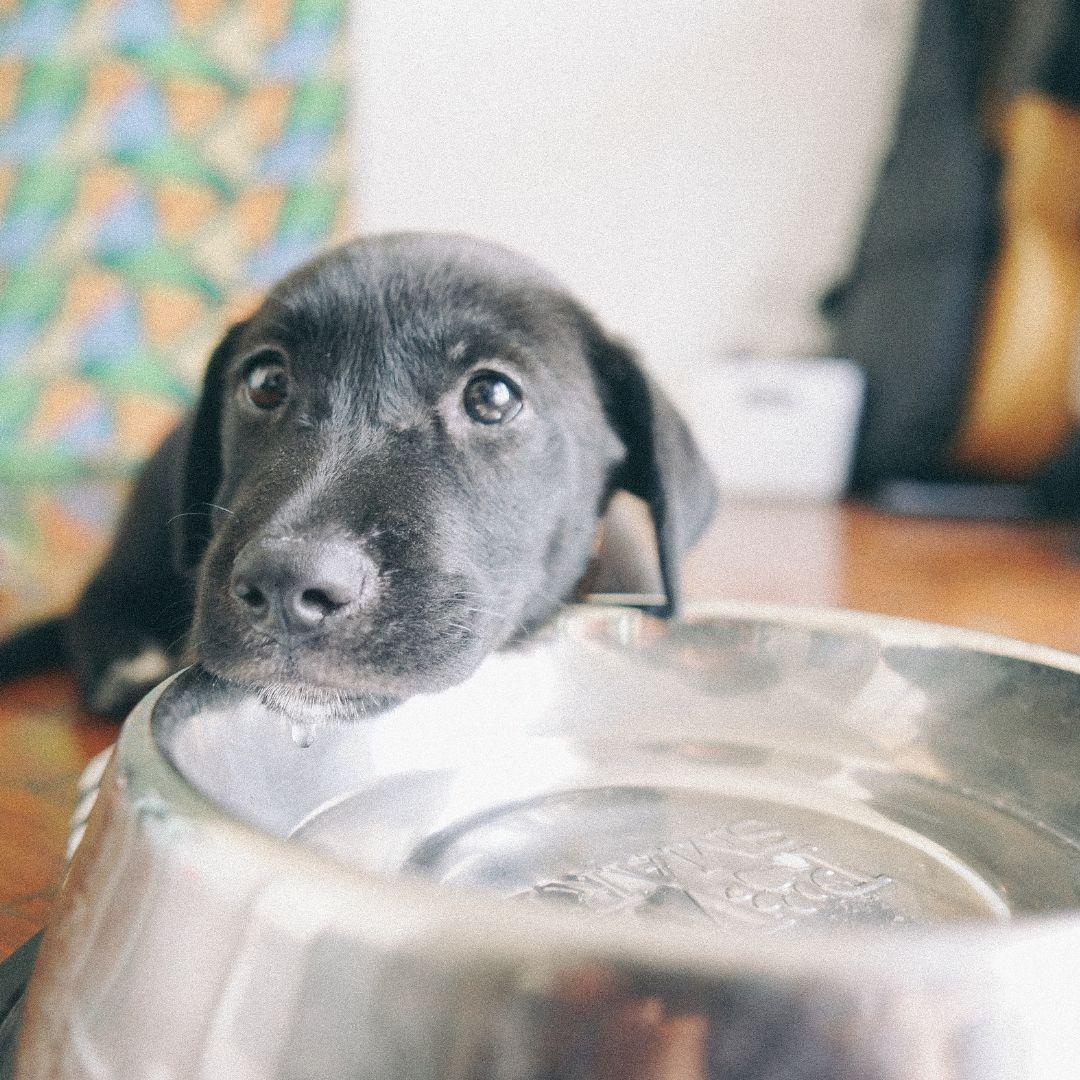 My Dog Pees Next to the Pee Pad Instead of On the Pad! What To Do