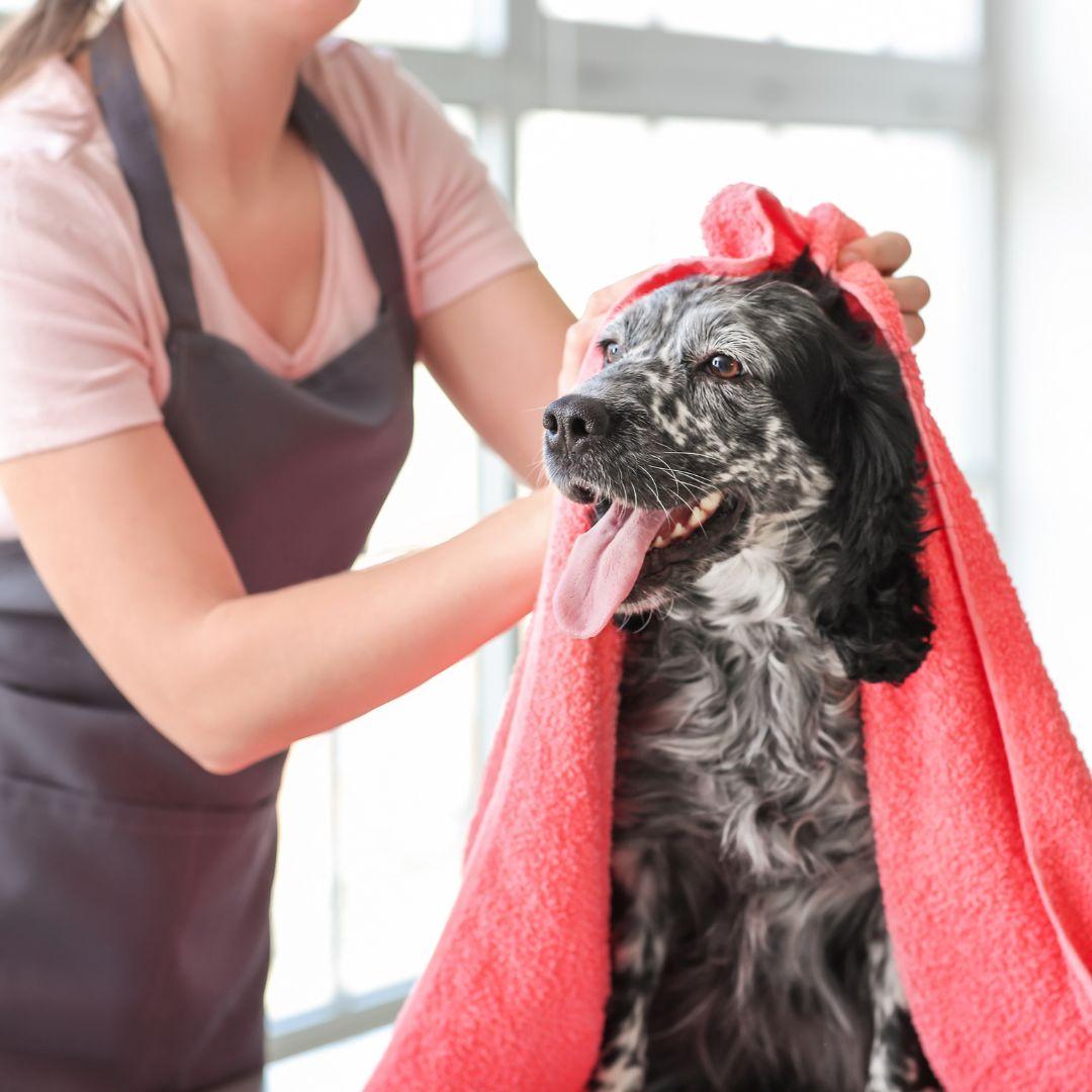 Dog being washed at groomer's