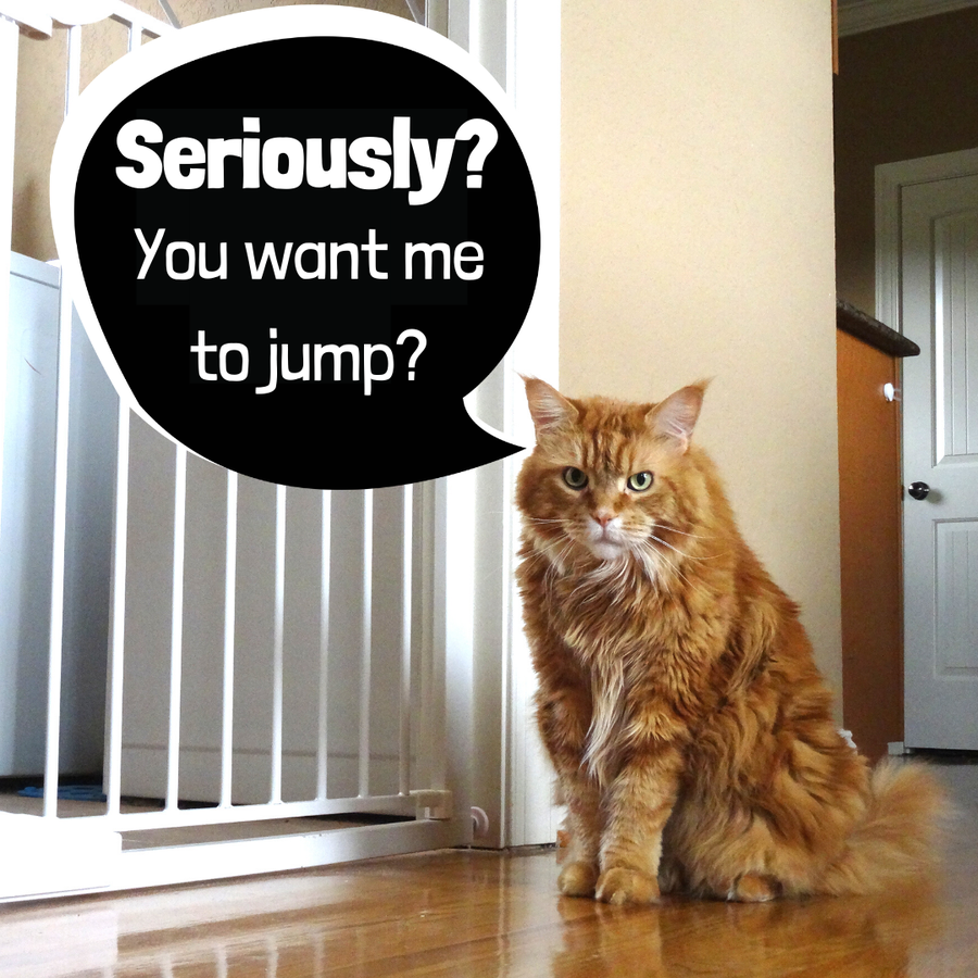 Large Maine Coon cat sitting next to a baby gate, demonstrating the problem that inspired the Door Buddy cat door latch.