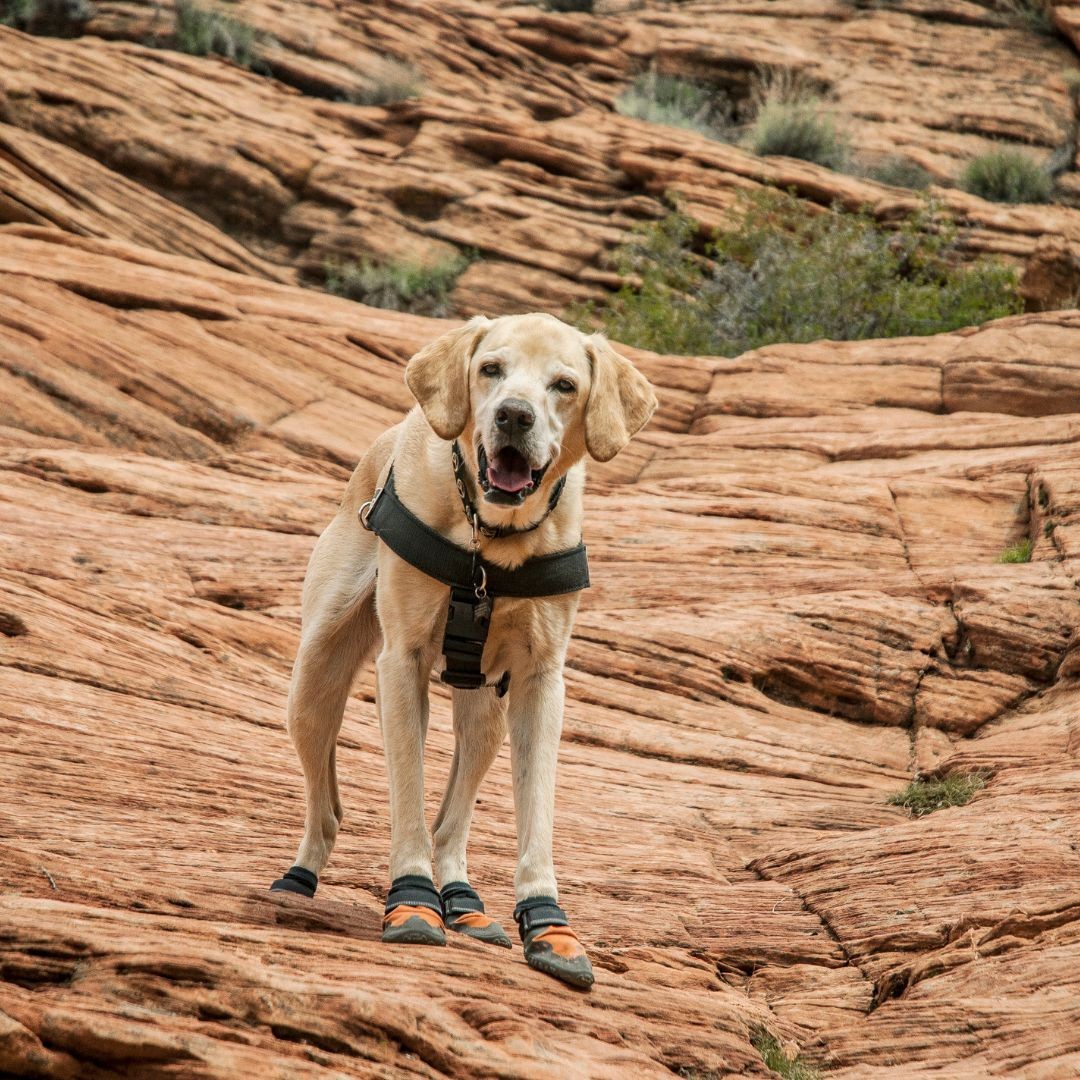 Dog wearing boots on mountainside