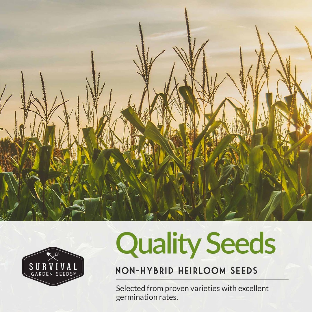 quality non-hybrid heirloom popcorn seeds