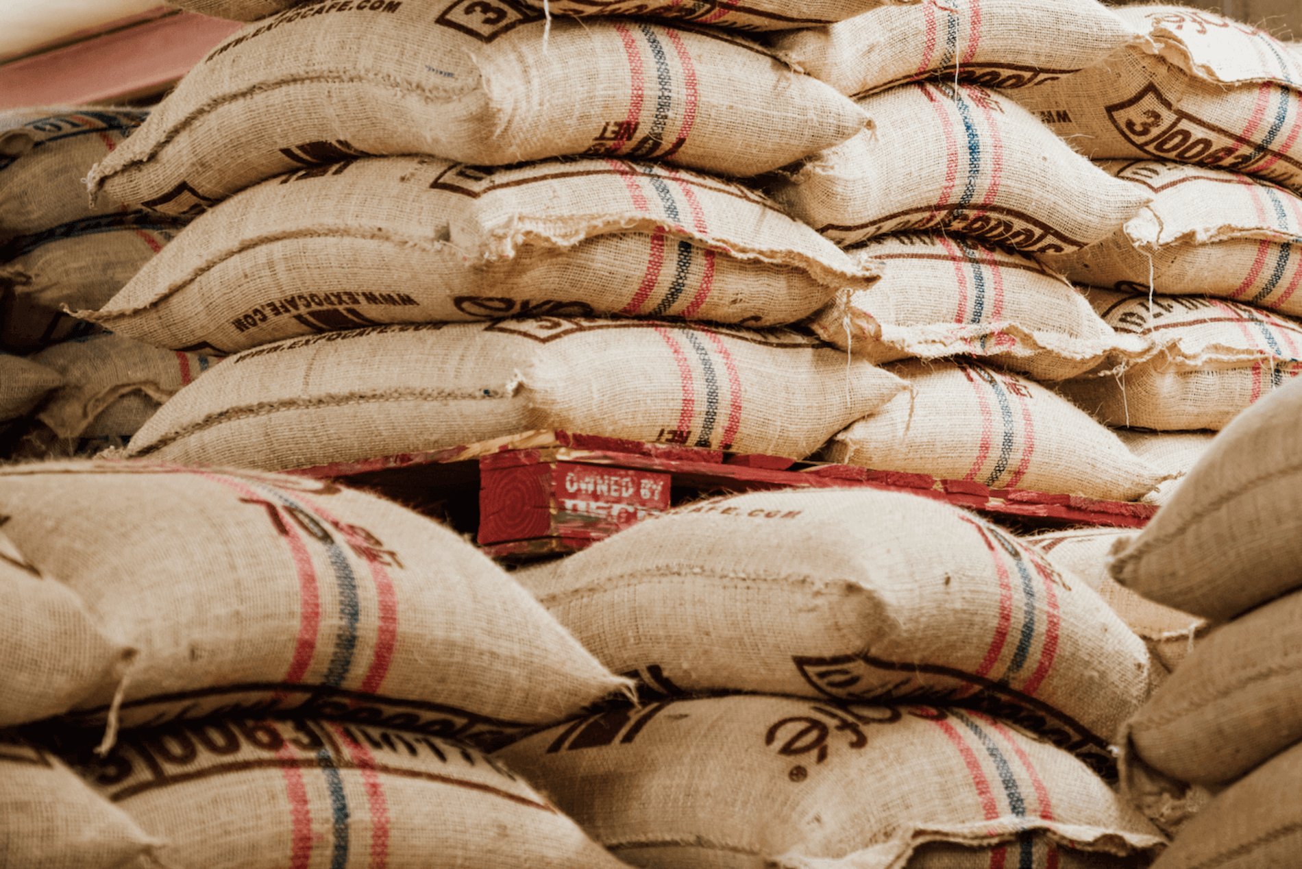 Behind the Beans: Arabica vs. Robusta Coffee Comparison