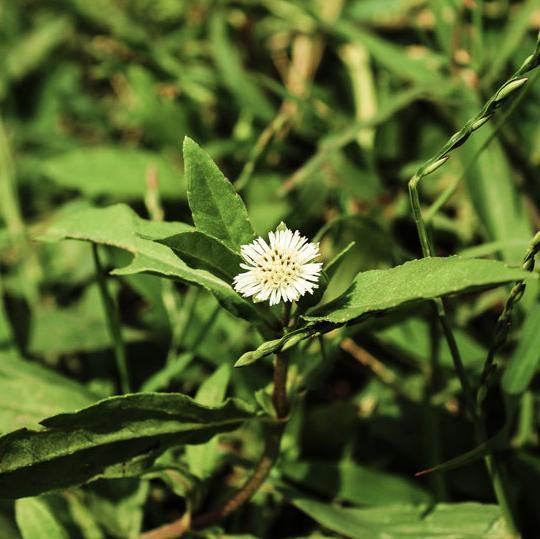 Green bringhraj plant with pointed leaves and a small white flower blooming at the center.