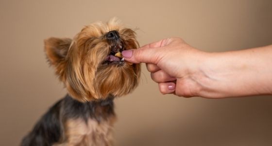 A Yorkie dog getting a treat