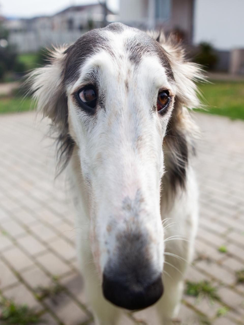 Close-up of a dog's face, shot with a wide-angle lens.