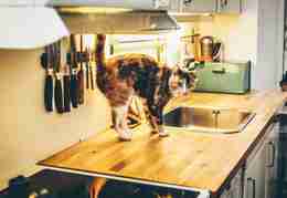 Letting animals on the kitchen counters - 56% Brits admitted to this
