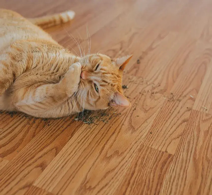 orange tabby cat rubbing its face in loose catnip on a wood floor