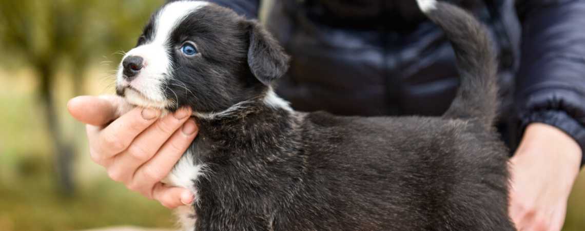 SHOW PUPPY