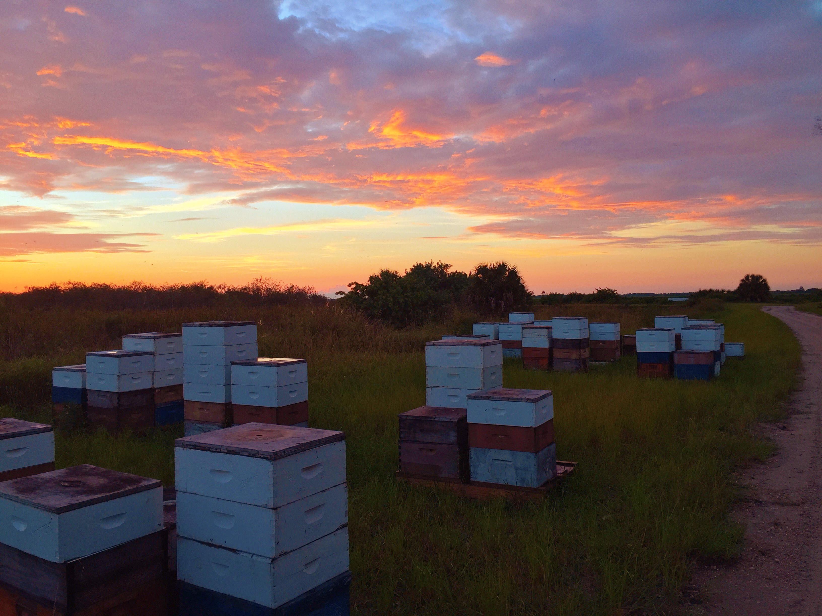 Florida bee yard