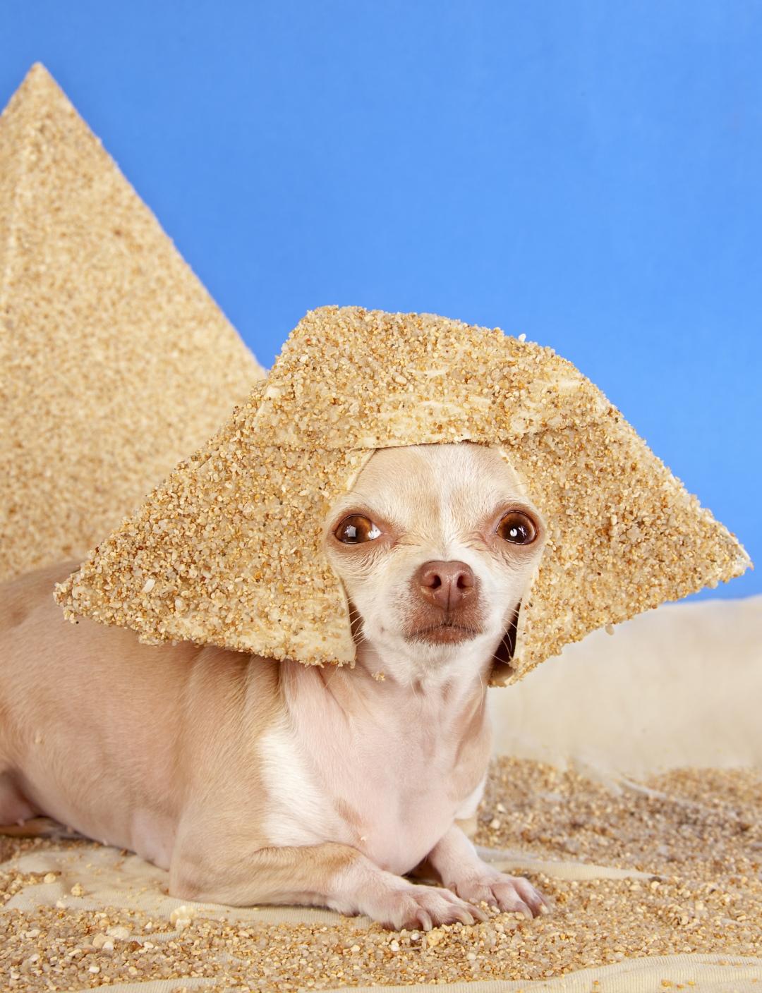 Female Egyptian Dog