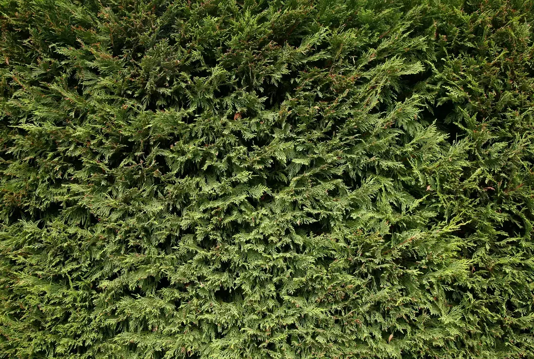 Close-up of dense evergreen hedge foliage with fine, needle-like leaves.