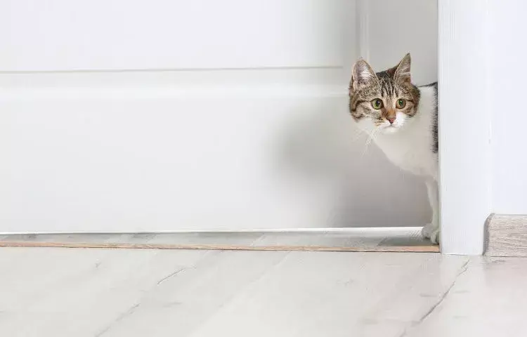how to dog-proof your cat's space