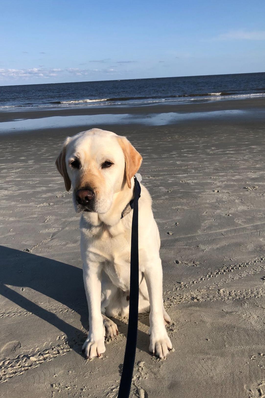 k9 harry on the beach