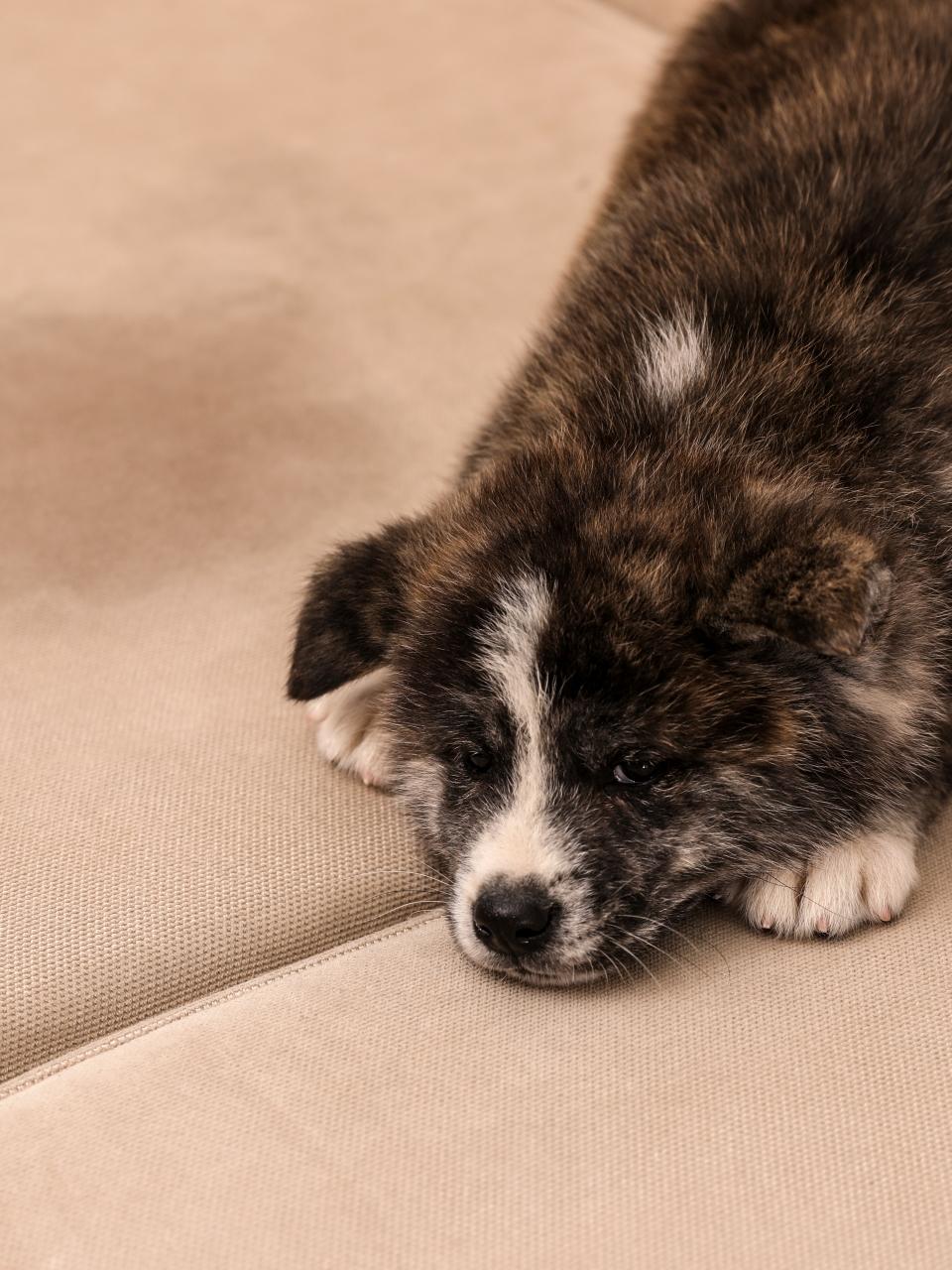 Cute Akita inu puppy near wet spot on sofa. Untrained dog