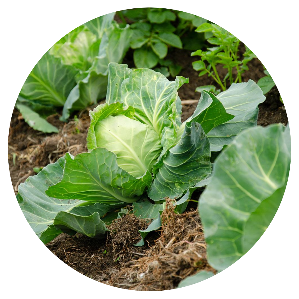 Pak Choi White Stem Cabbage Plant