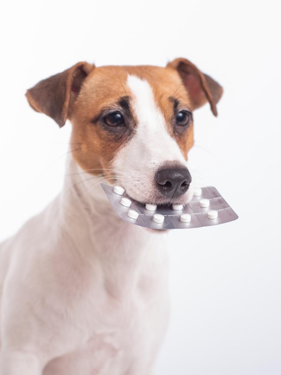 Little doggy Jack Russell Terrier with a blister of pills in his mouth on a white background. Veterinary treatment