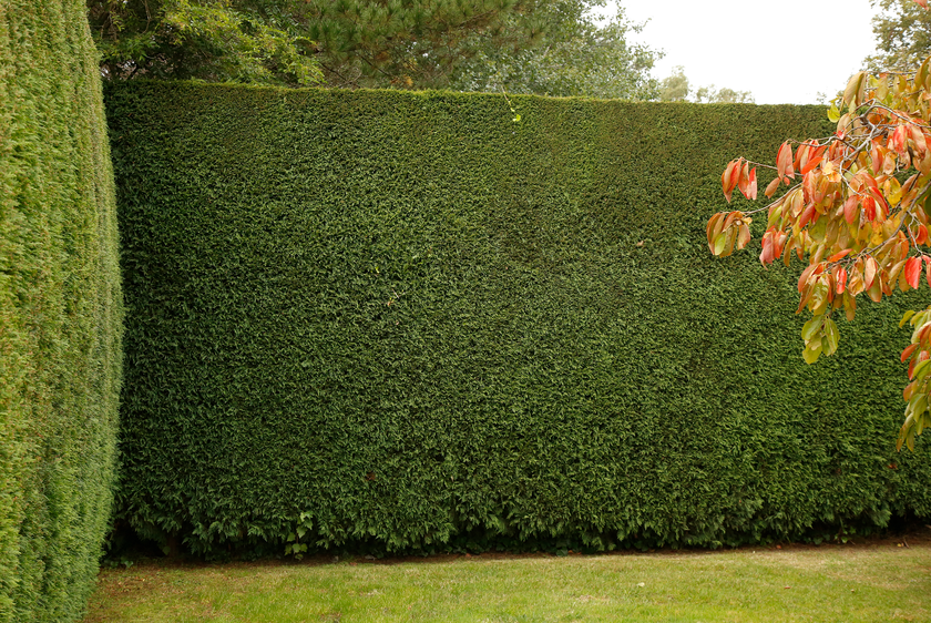 Top 10 Hedges for Privacy in Australia . — Aussie Gardener