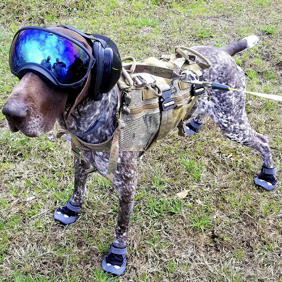 k9 dexter