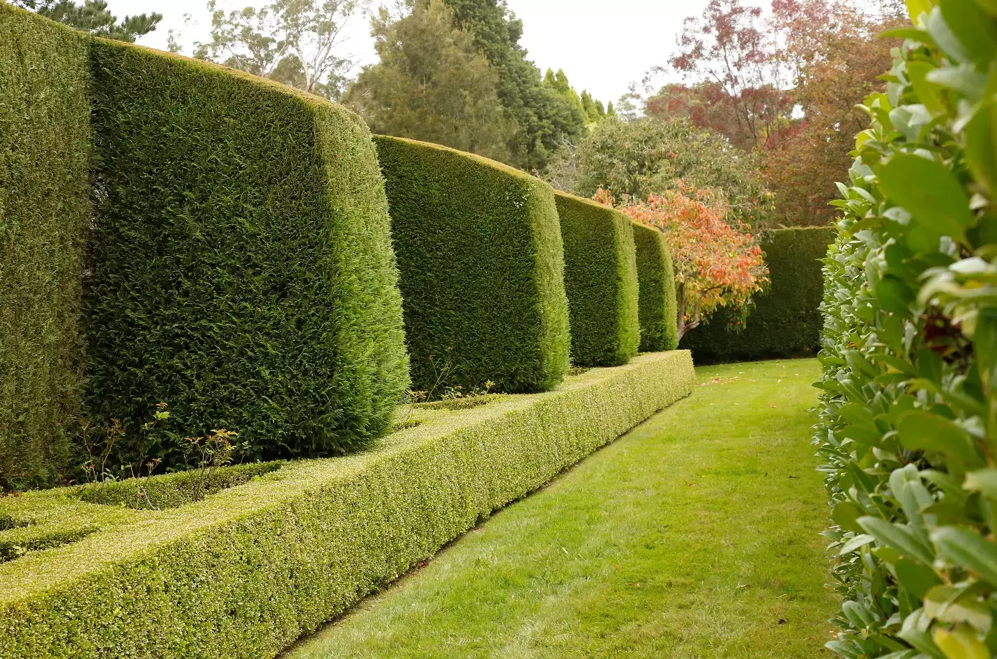 Formal garden with neatly trimmed box hedges and tall evergreen hedges lining a lawn.