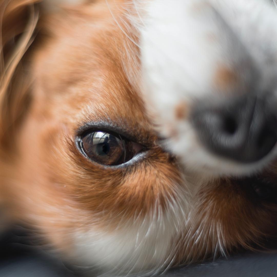 Cavalier King Charles spaniel rolled over making eye contact macro