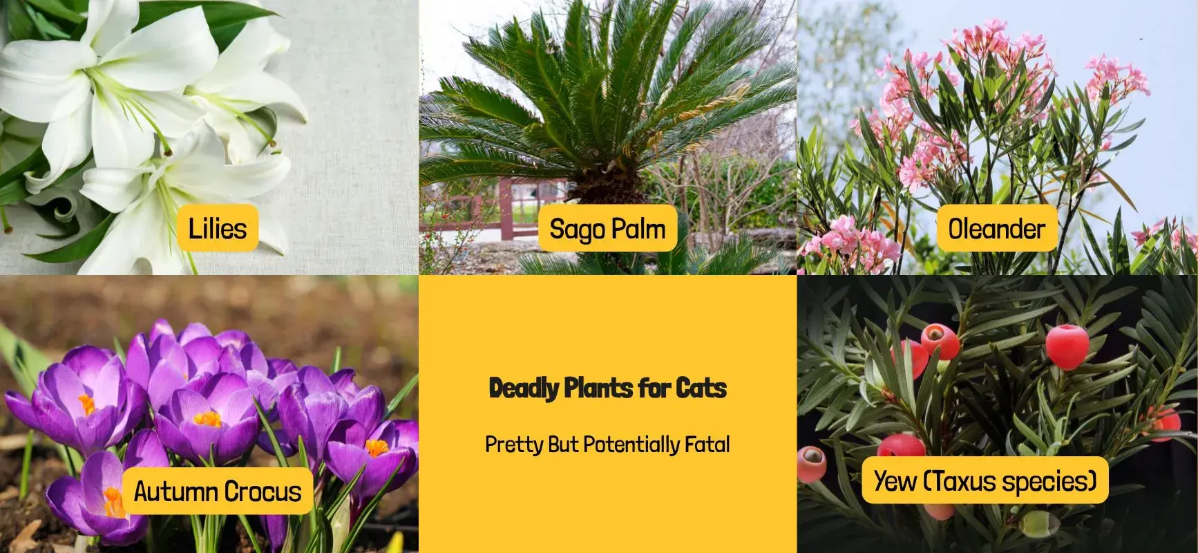 a picture showing what plants are deadly for cats