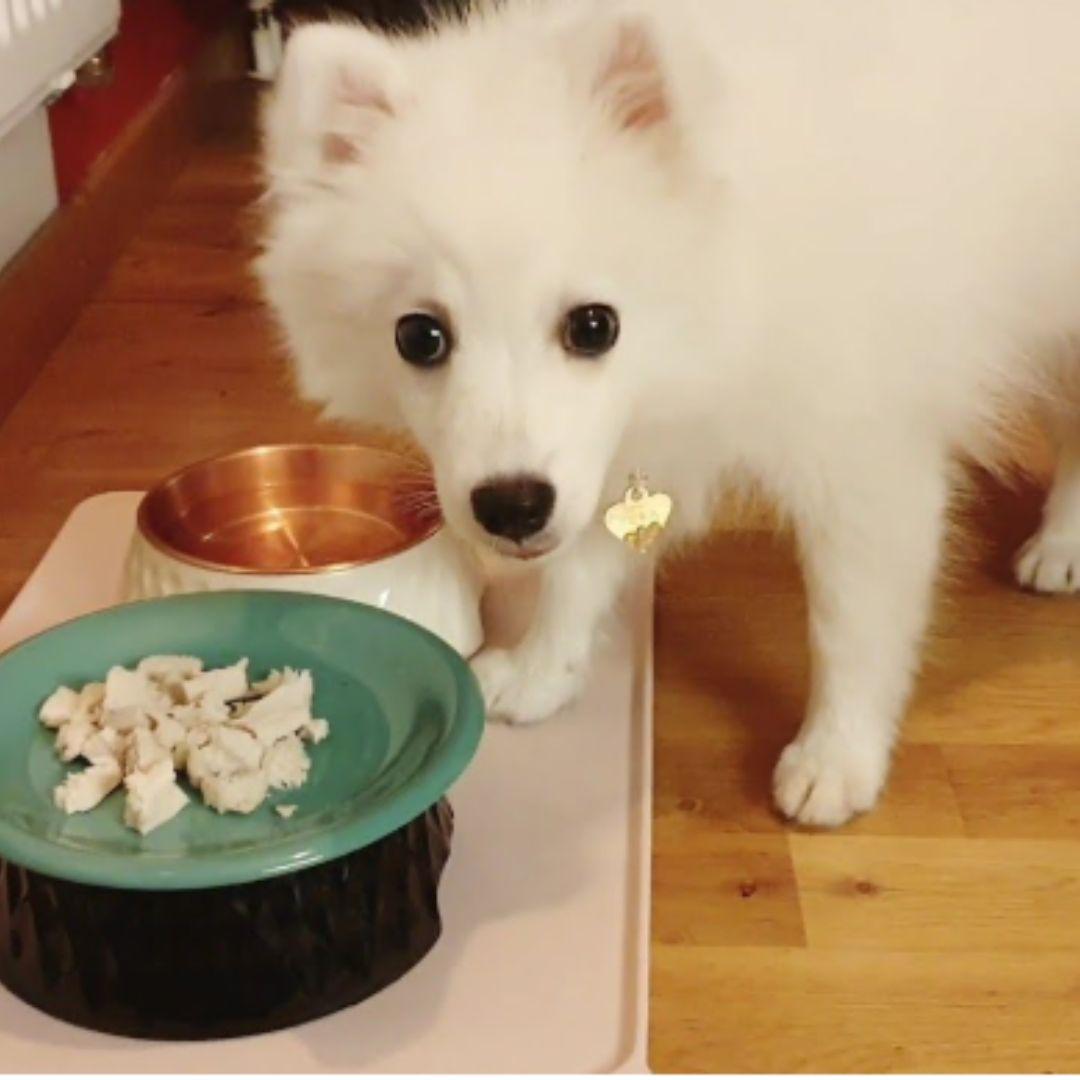 Japanese Spitz dog eating food