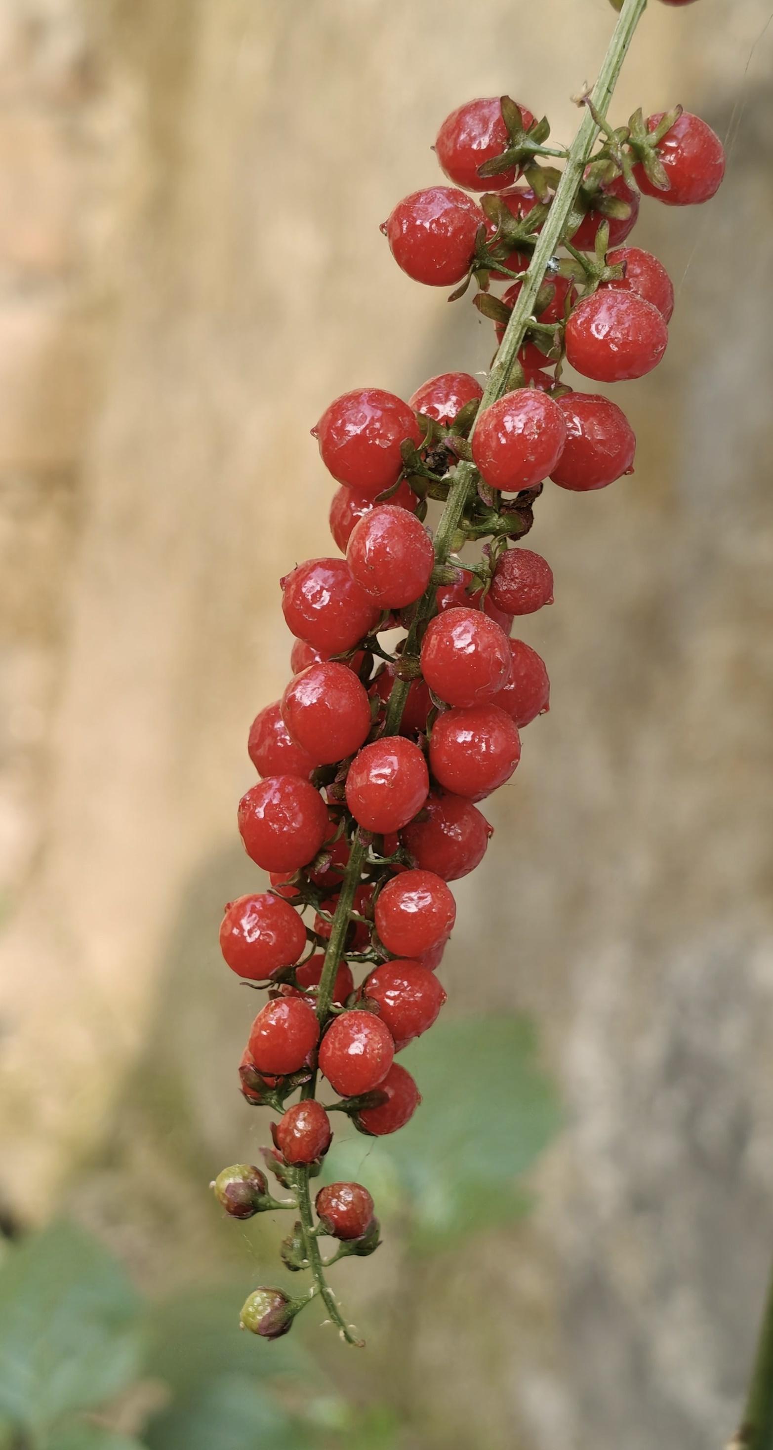 4. Berberine (from herbs like Goldenseal or Barberry) for weight loss