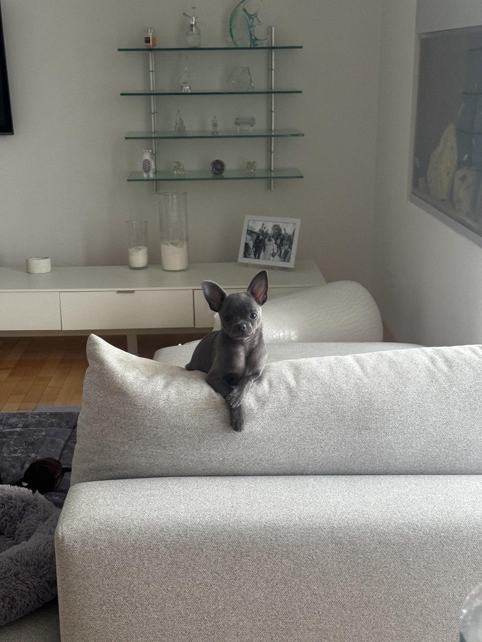 Chihuahua on the bed