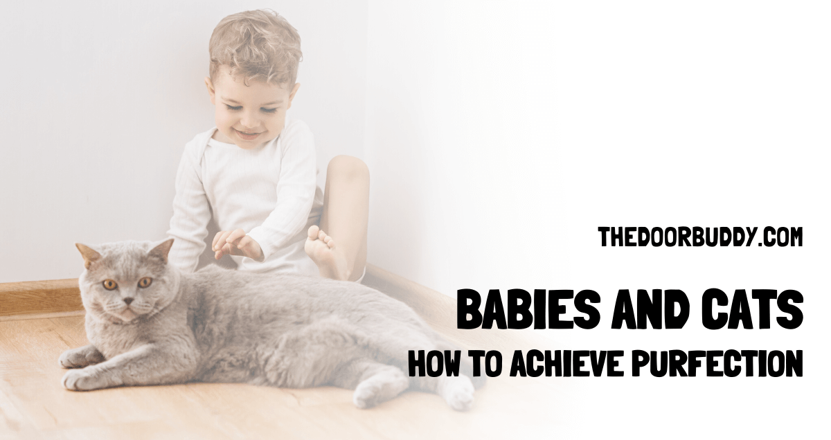 Cats and Babies: Safety and Establishing Harmony