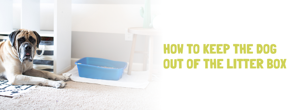 How to Keep the Dog Out of the Litter Box - Banner