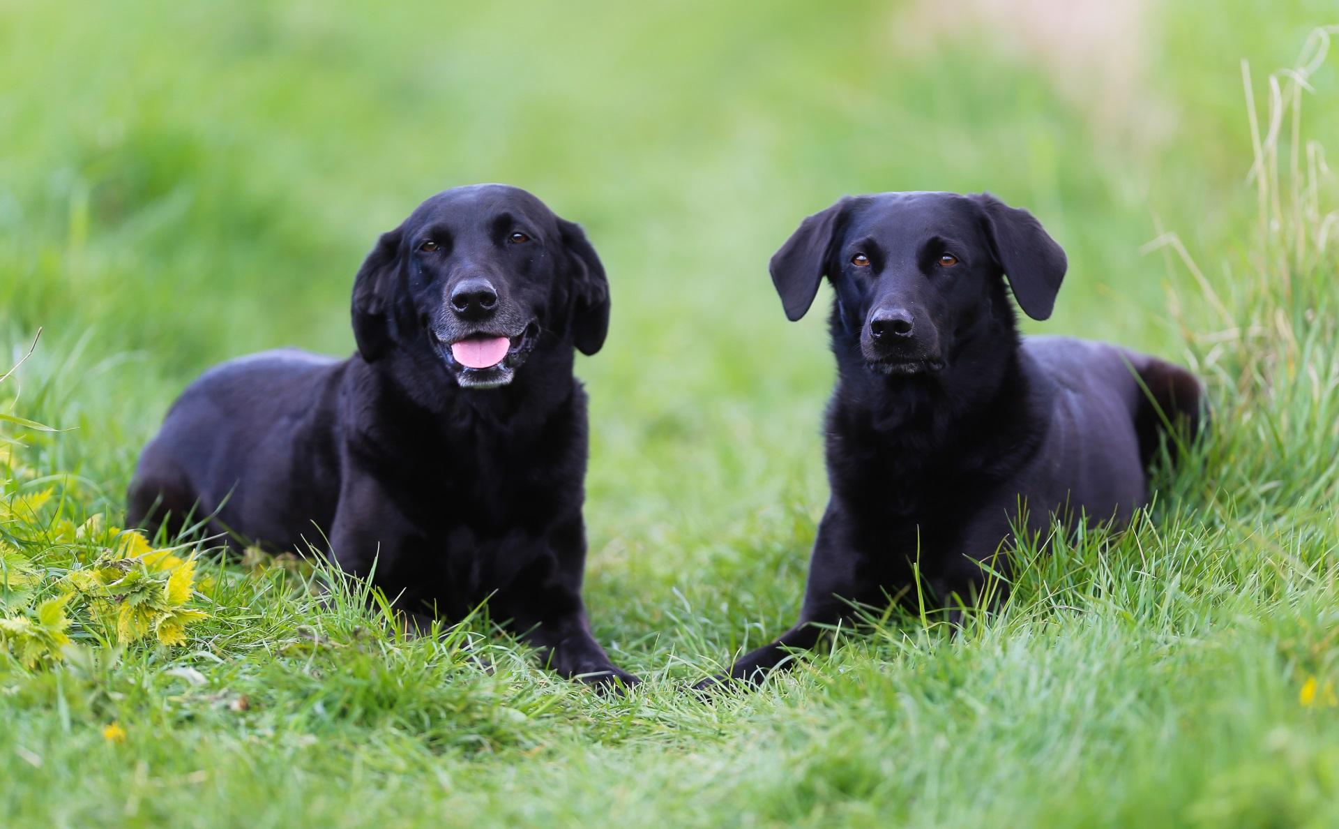 Shot of purebred black dogs. Taken outside on a sunny summer day.