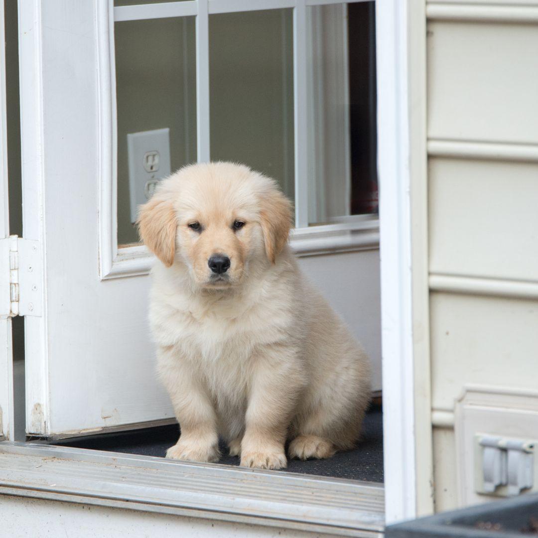 Cute puppy looking out of doorway