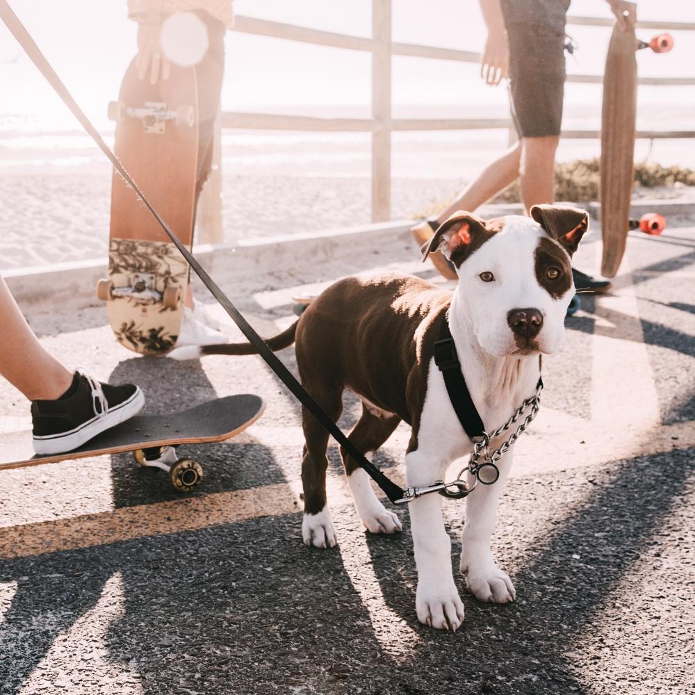 A dog waking with human by the seaside