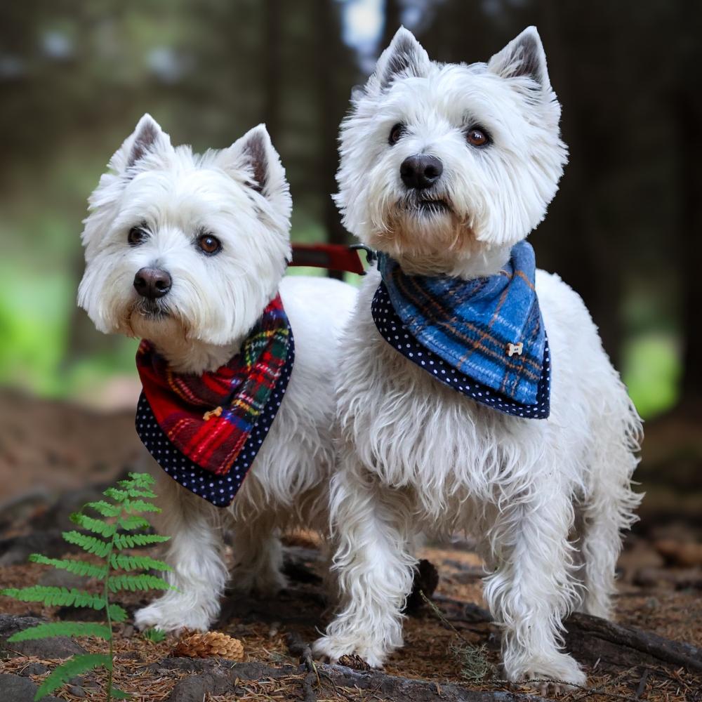 West Highland White Terrier Dogs