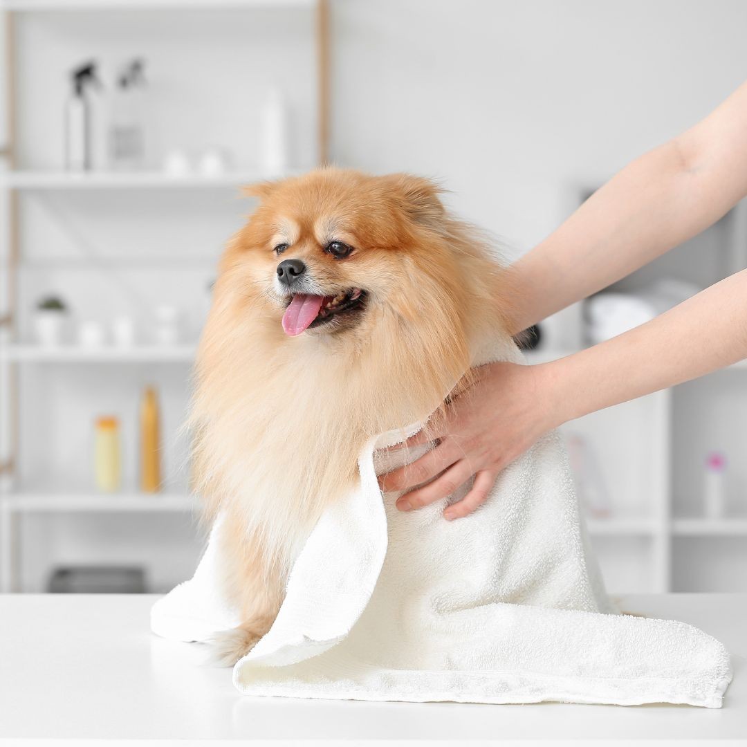 Dog being dried with towel