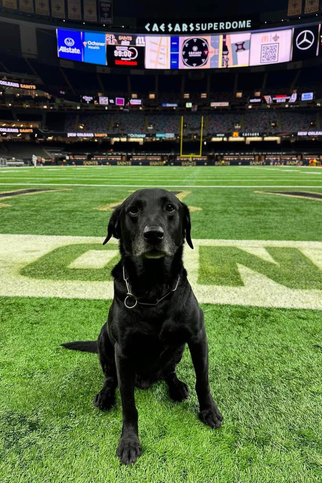 k9 jimmy 324 on a football field