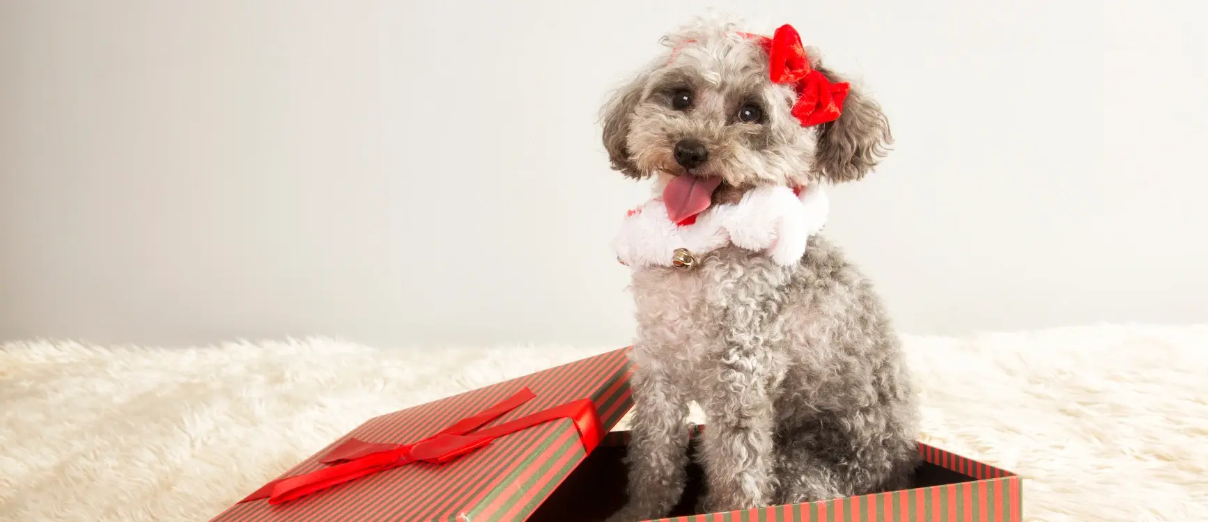 A dog sitting inside a festive Christmas gift box, surrounded by colorful wrapping paper and ribbons.