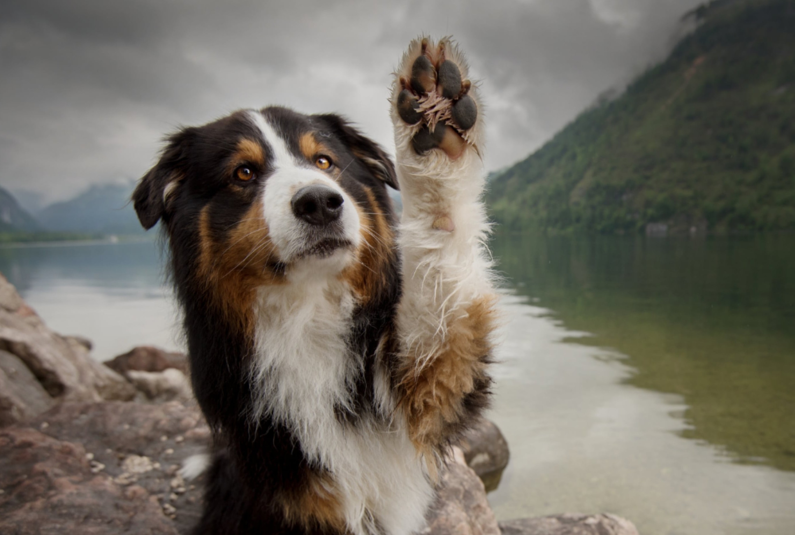 Proper Dog Paw Care During the Summer – PETfection