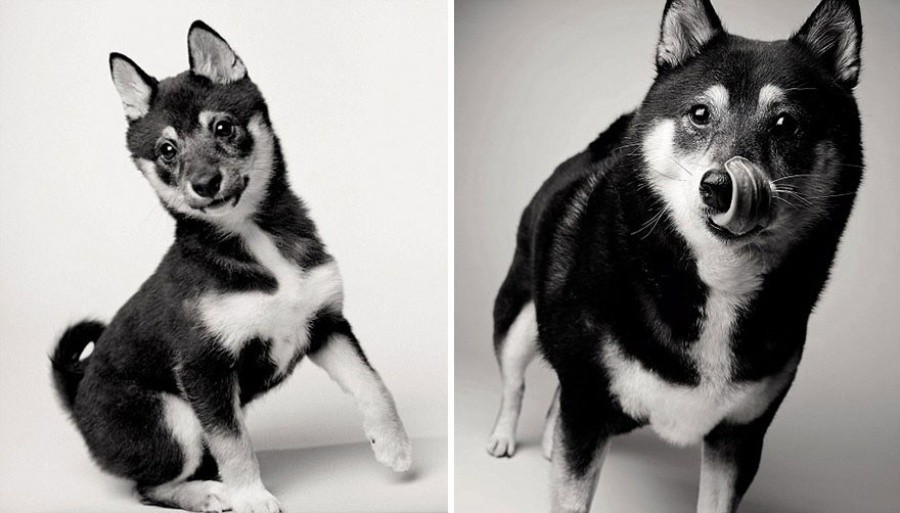 Timeless Love: Photos Of Dogs As They Age