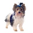 Biewer Terrier