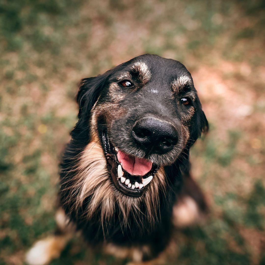 Close-Up Photo Of Dog