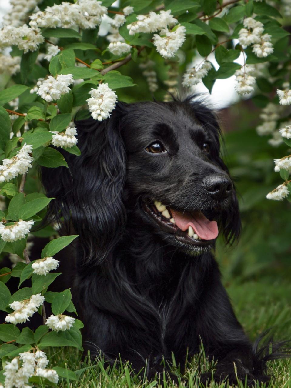 A happy black dog lounges beneath leafy branches covered in delicate white flowers.