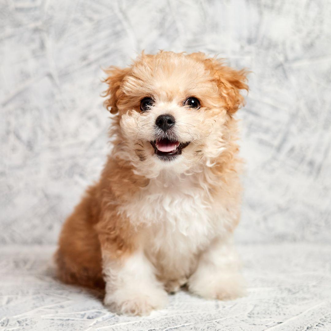 Maltipoo Puppy Sits on a Brick Fence in gray Background