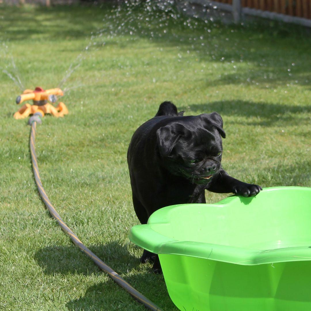 Pug playing with paddling pool