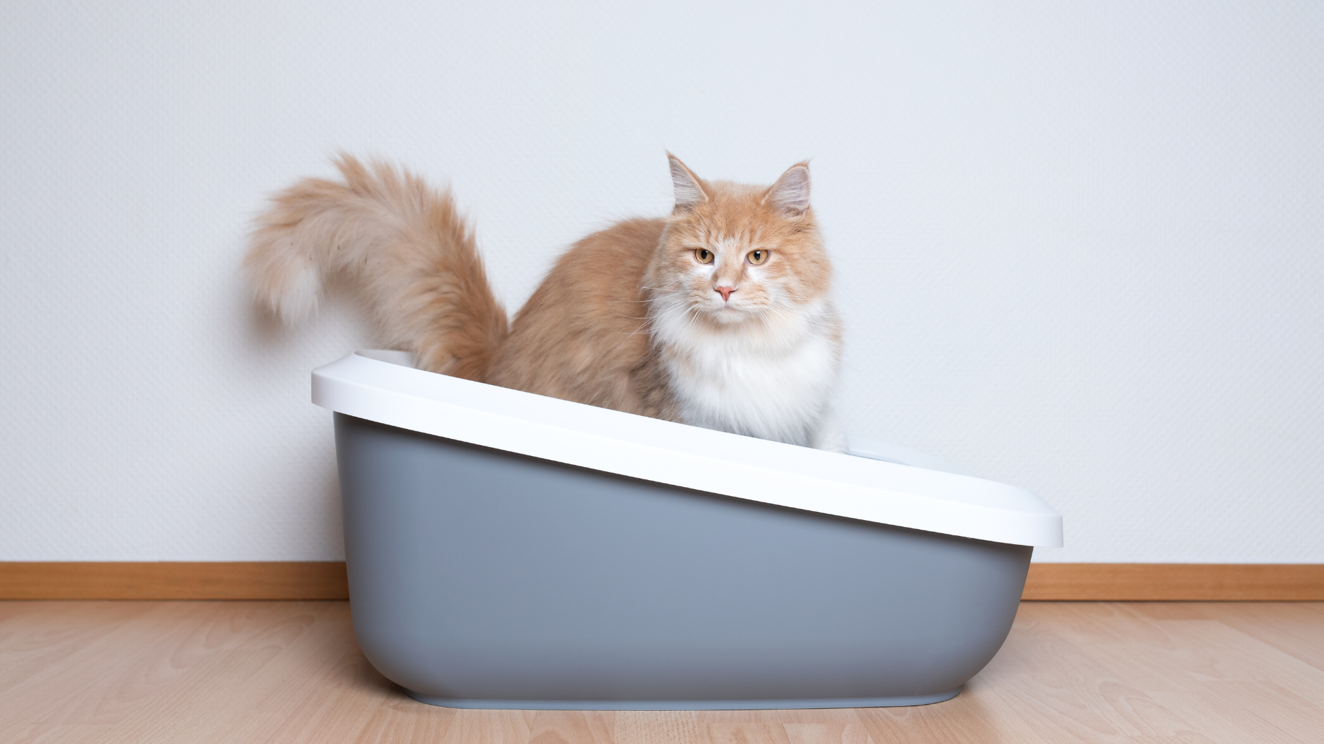 The Door Buddy - Best Cat Litter Boxes- Cover Photo