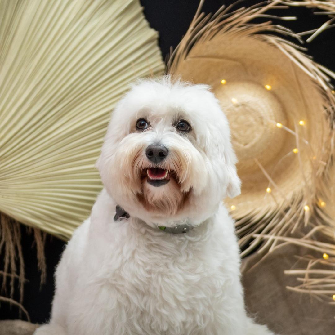 A white Havanese dog